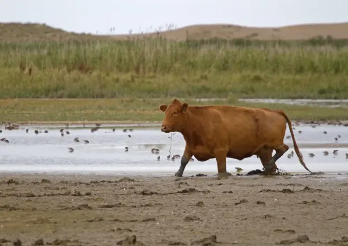 Framed Print : Domestic Cattle, cow, walking on mud at edge of water with waders, used for conservation grazing management on coastal Framed Print : Domestic Cattle, cow, walking on mud at edge of water with waders, used for conservation grazing management on coastal