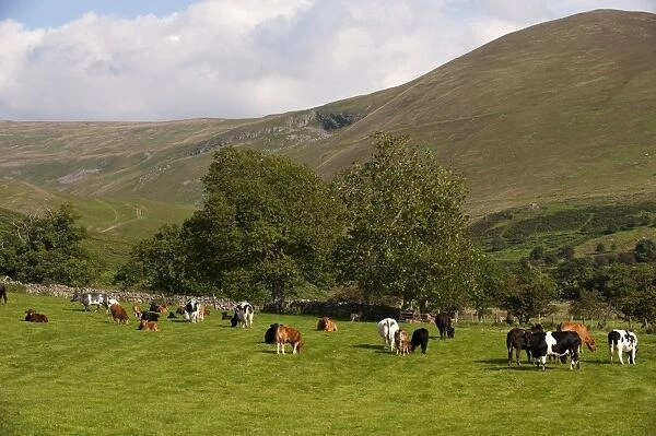 Domestic Cattle, cows and calves, beef suckler herd, grazing in upland pasture, England, september