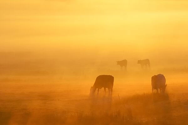 Domestic Cattle, cows and calves, grazing on coastal grazing marsh habitat, silhouetted at sunrise