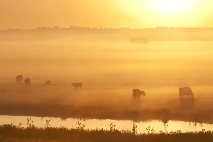 Framed Print : Domestic Cattle, cows and calves, grazing on coastal grazing marsh habitat, silhouetted at sunrise Framed Print : Domestic Cattle, cows and calves, grazing on coastal grazing marsh habitat, silhouetted at sunrise