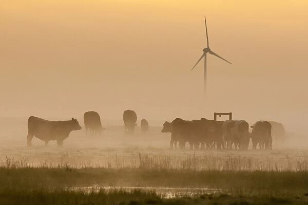 Domestic Cattle, cows and calves, herd standing in grazing marsh habitat at sunrise, with wind turbine in distance