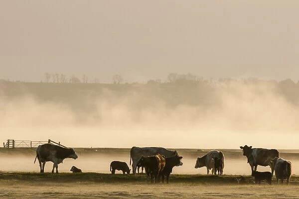 Domestic Cattle, cows and calves, herd standing in grazing marsh habitat at sunrise, Elmley Marshes N. N. R