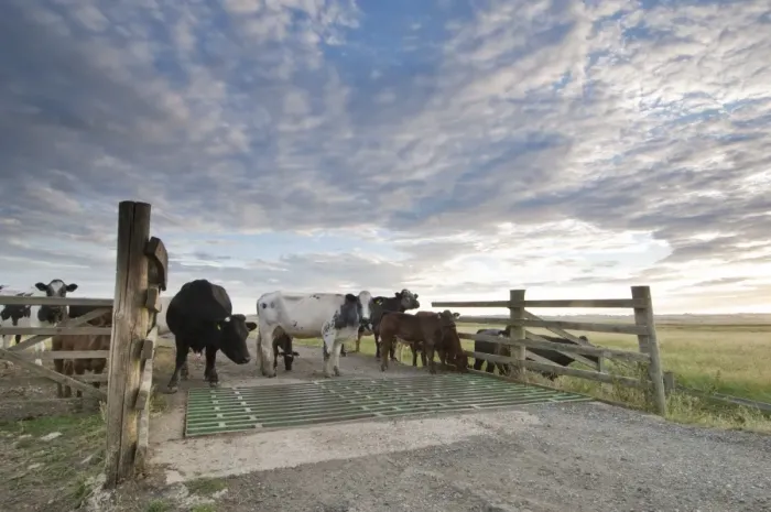 Framed Print : Domestic Cattle, cows with calves, herd standing beside cattle grid on grazing marsh at sunrise, Elmley Marshes N. N. R. North Kent Marshes, Isle of Sheppey, Kent, England, july Framed Print : Domestic Cattle, cows with calves, herd standing beside cattle grid on grazing marsh at sunrise, Elmley Marshes N. N. R. North Kent Marshes, Isle of Sheppey, Kent, England, july
