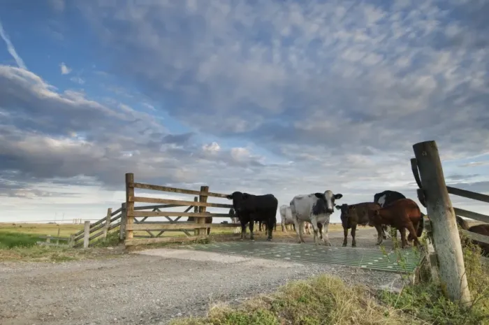 Framed Print : Domestic Cattle, cows with calves, herd standing beside cattle grid on grazing marsh at sunrise, Elmley Marshes N. N. R Framed Print : Domestic Cattle, cows with calves, herd standing beside cattle grid on grazing marsh at sunrise, Elmley Marshes N. N. R