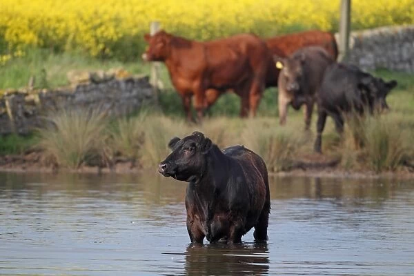 Domestic Cattle, cows with calves, standing in and beside water, Northumberland, England, june