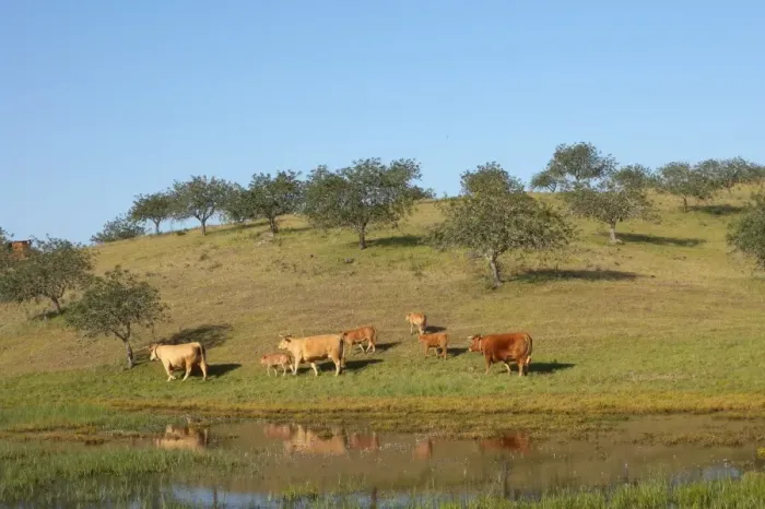 Framed Print : Domestic Cattle, cows with calves, walking on pasture with Carob (Ceratonia siliqua) trees beside marsh, Castro Marim Marshes, Algarve, Portugal, april Framed Print : Domestic Cattle, cows with calves, walking on pasture with Carob (Ceratonia siliqua) trees beside marsh, Castro Marim Marshes, Algarve, Portugal, april
