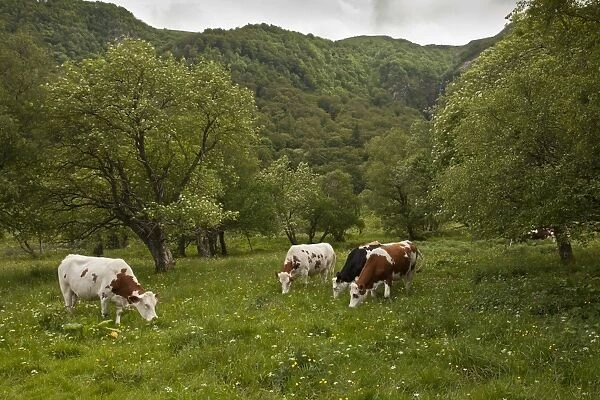 Domestic Cattle, cows grazing in high pasture habitat, Vallee de Chaudefour Reserve, Massif du Sancy, Auvergne, France
