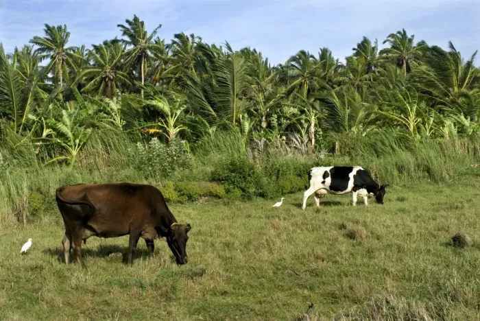 Framed Print : Domestic Cattle, cows grazing in pasture, beside Coconut Palm (Cocos nucifera) plantation, Kanyakumari, Tamil Nadu Framed Print : Domestic Cattle, cows grazing in pasture, beside Coconut Palm (Cocos nucifera) plantation, Kanyakumari, Tamil Nadu