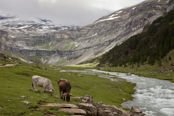 Framed Print : Domestic Cattle, cows grazing beside river in high glaciated valley habitat, Ordesa N. P