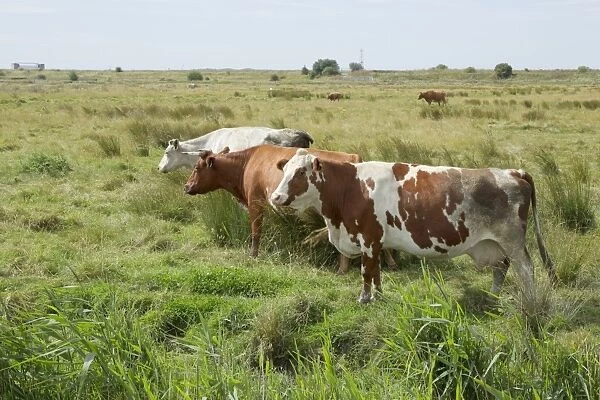 Domestic Cattle, cows, herd standing in grazing marsh habitat, Rainham Marshes RSPB Reserve, Thames Estuary, Essex, England, august