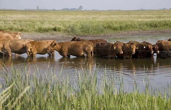 Domestic Cattle, cows, herd standing in water to avoid being bitten by flies, North Dakota, U. S. A. July