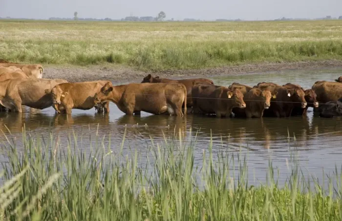 Framed Print : Domestic Cattle, cows, herd standing in water to avoid being bitten by flies, North Dakota, U. S. A. July Framed Print : Domestic Cattle, cows, herd standing in water to avoid being bitten by flies, North Dakota, U. S. A. July