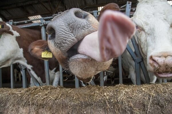 Domestic Cattle, crossbred dairy cow, close-up of head, with tongue out, at feed barrier in shed, Cumbria, England