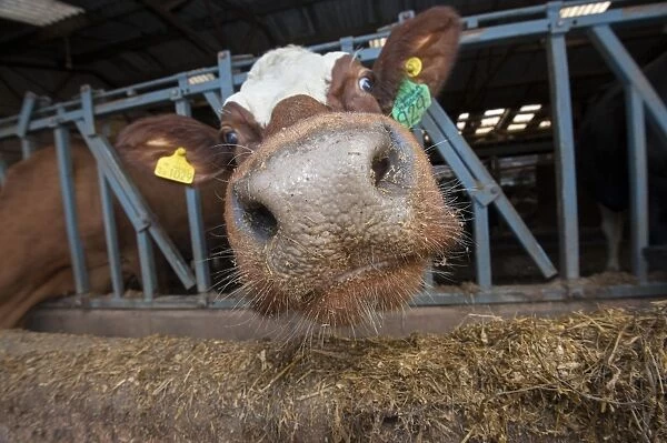 Domestic Cattle, crossbred dairy cow, close-up of head, at feed barrier in shed, Cumbria, England, march