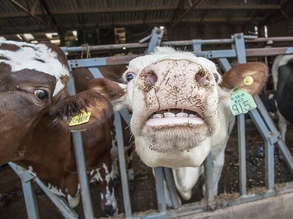 Domestic Cattle, crossbred dairy cow, close-up of head showing teeth, at feed barrier in shed, Cumbria, England, march