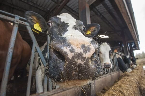 Domestic Cattle, crossbred dairy cow, close-up of head, at feed barrier in shed, Cumbria, England, march
