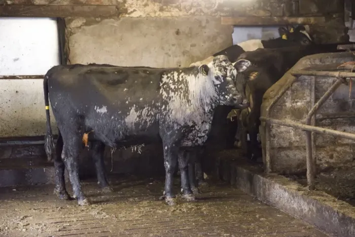 Framed Print : Domestic Cattle, crossbred dairy cow, with severe ringworm infection, standing in shed, Staffordshire, England, March Framed Print : Domestic Cattle, crossbred dairy cow, with severe ringworm infection, standing in shed, Staffordshire, England, March