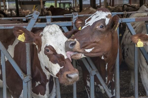 Domestic Cattle, crossbred dairy cows, close-up of heads, one licking other, at feed barrier in shed, Cumbria, England