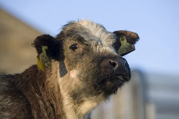 Domestic Cattle, crossbreed beef calf, close-up of head, with ear tags, England, february