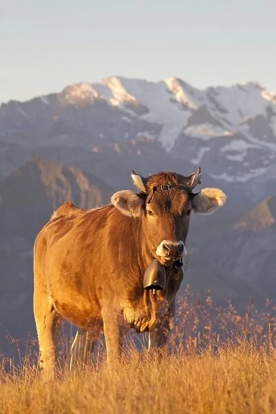 Domestic Cattle, dairy bull, wearing cowbell, standing on alpine meadow in morning sunlight, Niederhorn, Swiss Alps
