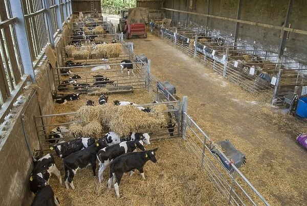 Domestic Cattle, dairy calves, in straw pens inside shed, Whitewell, Lancashire, England, October