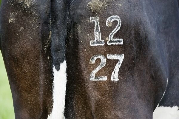 Domestic Cattle, dairy cow, close-up of identification number freeze branded on rear, Cumbria, England, June