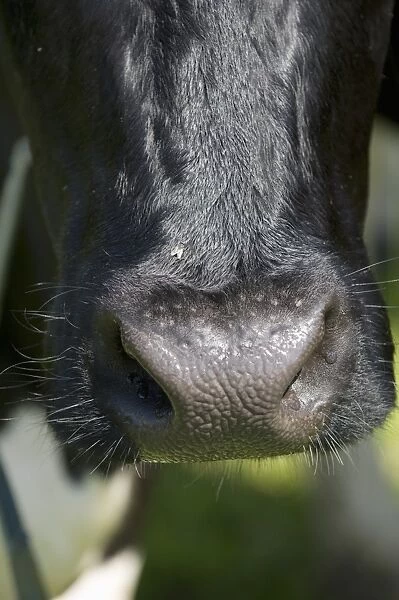 Domestic Cattle, dairy cow, close-up of nose, Sweden, june