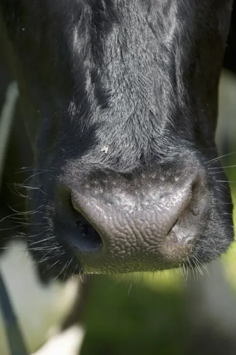 Framed Print : Domestic Cattle, dairy cow, close-up of nose, Sweden, june Framed Print : Domestic Cattle, dairy cow, close-up of nose, Sweden, june