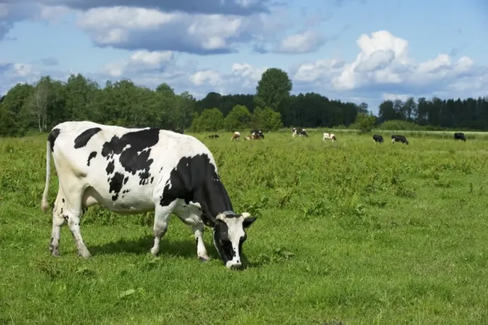 Framed Print : Domestic Cattle, dairy cow, grazing in pasture, with herd in background, Sweden, July