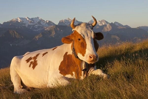 Domestic Cattle, dairy cow, wearing cowbell, resting on alpine meadow in morning sunlight, Niederhorn, Swiss Alps
