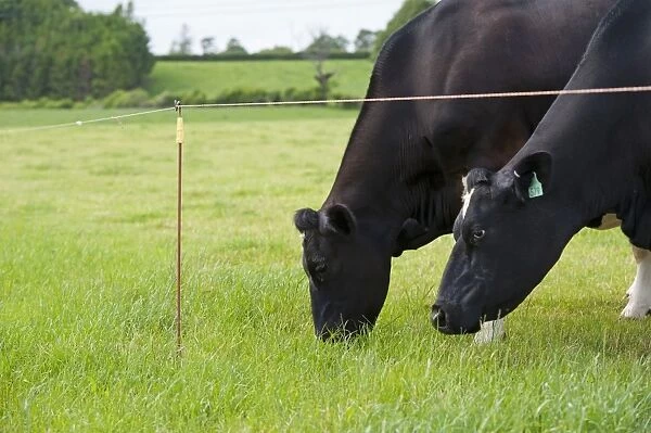 Domestic Cattle, dairy cows, grazing in pasture behind electric fence, Cumbria, England, June