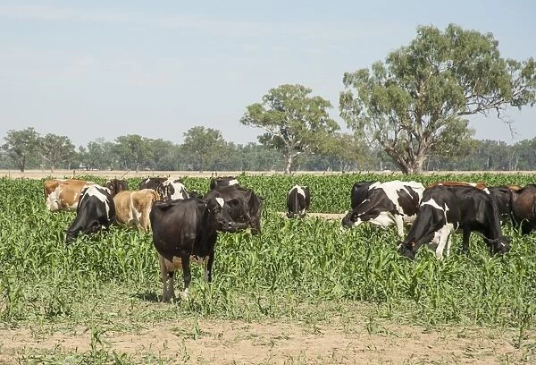 Domestic Cattle, dairy cows, herd grazing on sorghum, Cobram, Victoria, Australia, February