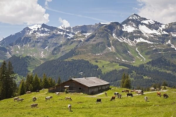 Domestic Cattle, dairy cows, herd grazing on high summer pasture beside barn, above Wengen, Bernese Alps, Switzerland