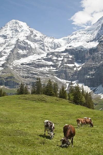 Domestic Cattle, dairy cows, herd grazing on high summer pasture, Monch mountain in background, above Wengen