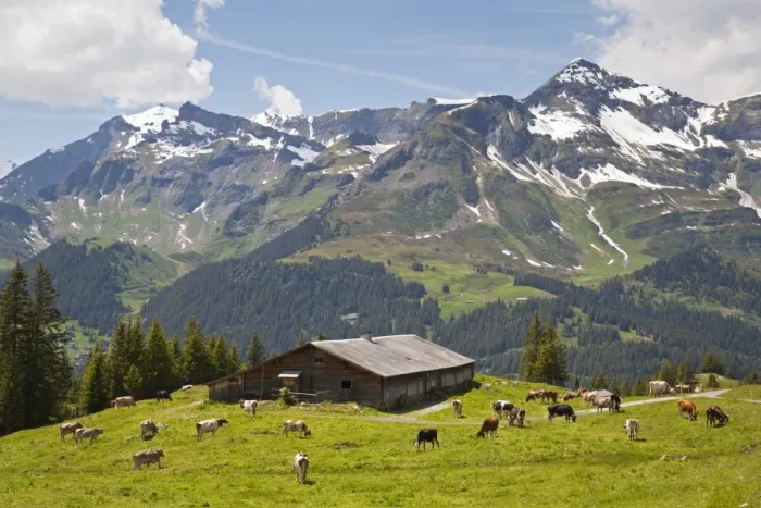 Framed Print : Domestic Cattle, dairy cows, herd grazing on high summer pasture beside barn, above Wengen, Bernese Alps, Switzerland Framed Print : Domestic Cattle, dairy cows, herd grazing on high summer pasture beside barn, above Wengen, Bernese Alps, Switzerland
