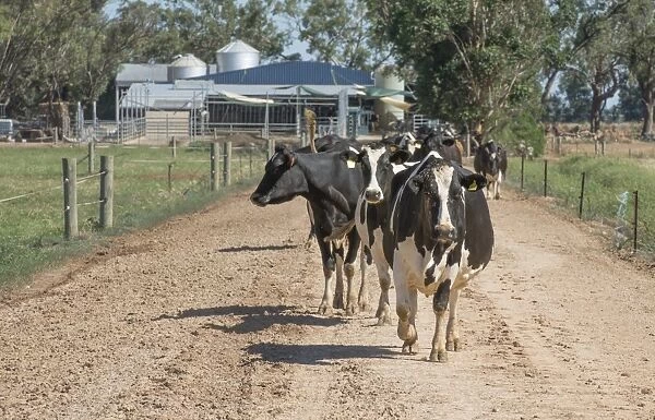 Domestic Cattle, dairy cows, herd leaving rotary milking parlour to return to fields, Cobram, Victoria, Australia