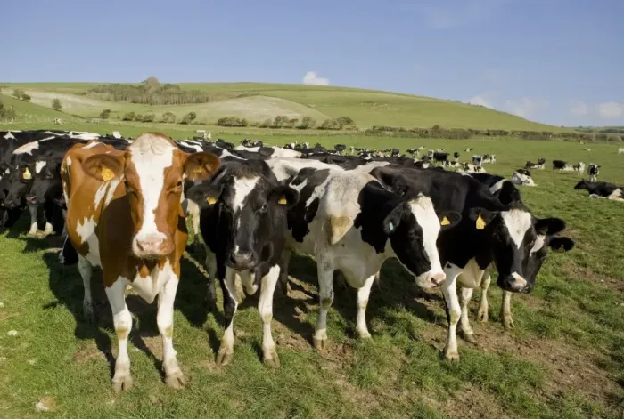 Framed Print : Domestic Cattle, dairy cows, herd standing in pasture, Dorset, England, october Framed Print : Domestic Cattle, dairy cows, herd standing in pasture, Dorset, England, october