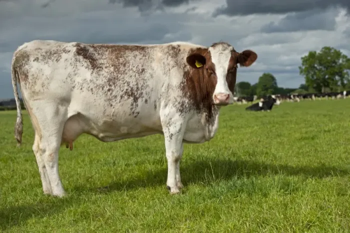 Framed Print : Domestic Cattle, Dairy Shorthorn cow, standing in pasture, Cumbria, England, June Framed Print : Domestic Cattle, Dairy Shorthorn cow, standing in pasture, Cumbria, England, June