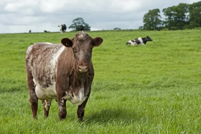 Framed Print : Domestic Cattle, Dairy Shorthorn cow, standing in pasture, Cumbria, England, June