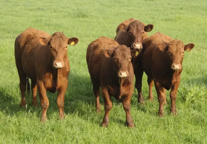 Framed Print : Domestic Cattle, Devon cross beef cattle, four standing in pasture, Rosamond and Perkin's Village, Devon, England, may Framed Print : Domestic Cattle, Devon cross beef cattle, four standing in pasture, Rosamond and Perkin's Village, Devon, England, may
