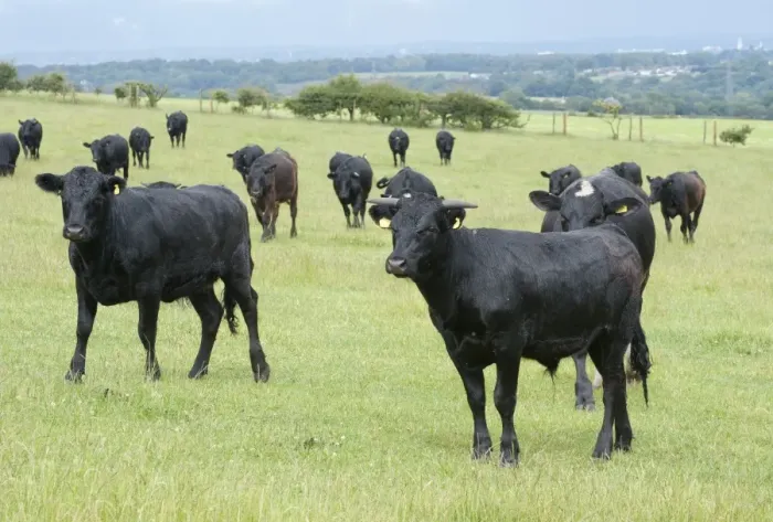 Framed Print : Domestic Cattle, Dexter beef herd, standing in pasture, Bradford, West Yorkshire, England, july