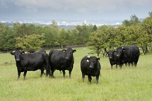 Domestic Cattle, Dexter beef herd, standing in pasture, with city in distance, Bradford, West Yorkshire, England, july
