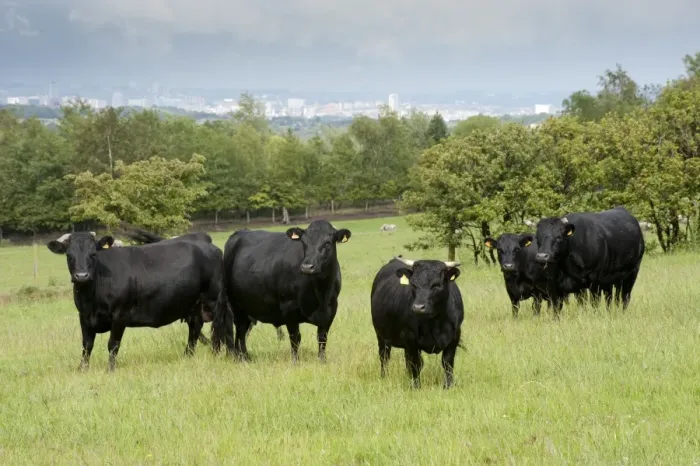 Framed Print : Domestic Cattle, Dexter beef herd, standing in pasture, with city in distance, Bradford, West Yorkshire, England, july Framed Print : Domestic Cattle, Dexter beef herd, standing in pasture, with city in distance, Bradford, West Yorkshire, England, july