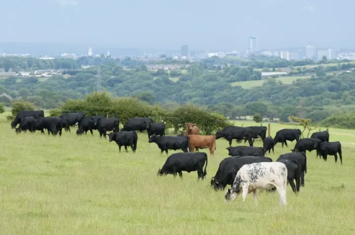 Framed Print : Domestic Cattle, Dexter, British Blue and Aberdeen Angus beef herd, grazing in pasture, with city in distance, Bradford, West Yorkshire, England, july Framed Print : Domestic Cattle, Dexter, British Blue and Aberdeen Angus beef herd, grazing in pasture, with city in distance, Bradford, West Yorkshire, England, july