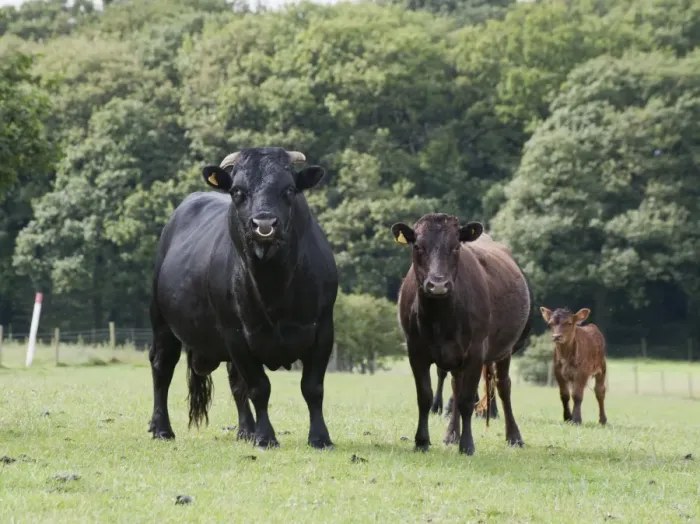 Framed Print : Domestic Cattle, Dexter bull, cow and calf, standing in pasture, Bradford, West Yorkshire, England, july Framed Print : Domestic Cattle, Dexter bull, cow and calf, standing in pasture, Bradford, West Yorkshire, England, july
