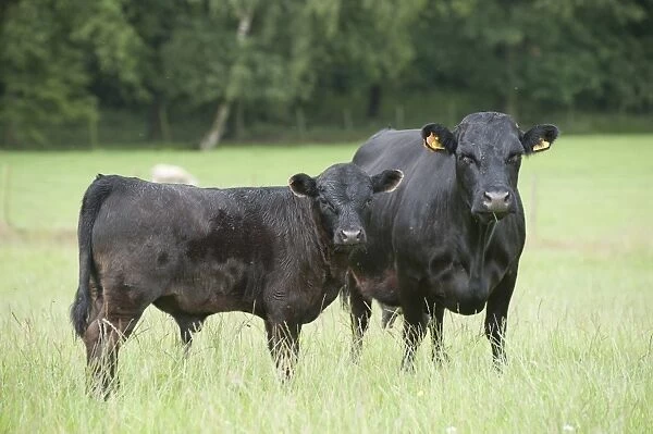 Domestic Cattle, Dexter cow and calf, standing in pasture, Bradford, West Yorkshire, England, july