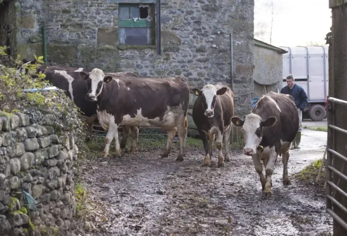Framed Print : Domestic Cattle, Fleckvieh crossbreed cows, dairy herd standing in farmyard, Cumbria, England, November Framed Print : Domestic Cattle, Fleckvieh crossbreed cows, dairy herd standing in farmyard, Cumbria, England, November