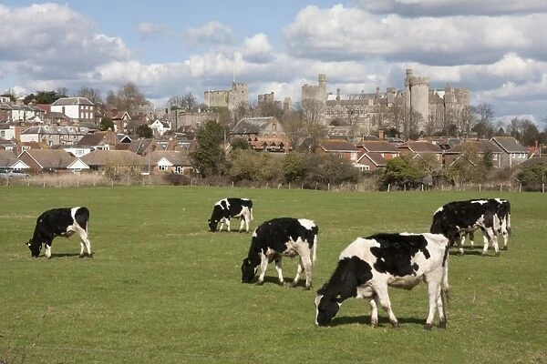 Domestic Cattle, Friesian, bull calves, herd grazing in pasture, with town and castle in background, Arundel