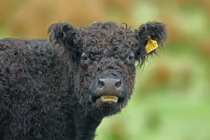 Framed Print : Domestic Cattle, Galloway calf, with tongue out, close-up of head, New Luce, Dumfries and Galloway, Scotland, may Framed Print : Domestic Cattle, Galloway calf, with tongue out, close-up of head, New Luce, Dumfries and Galloway, Scotland, may