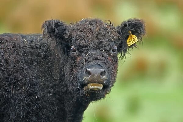 Domestic Cattle, Galloway calf, with tongue out, close-up of head, New Luce, Dumfries and Galloway, Scotland, may